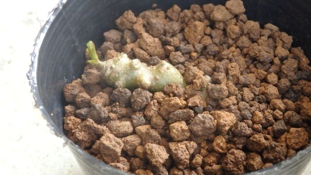 おかわかめをムカゴから育ててみる 経過写真あり クラシカルｄａｙｓ