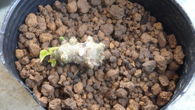 おかわかめをムカゴから育ててみる 経過写真あり クラシカルｄａｙｓ