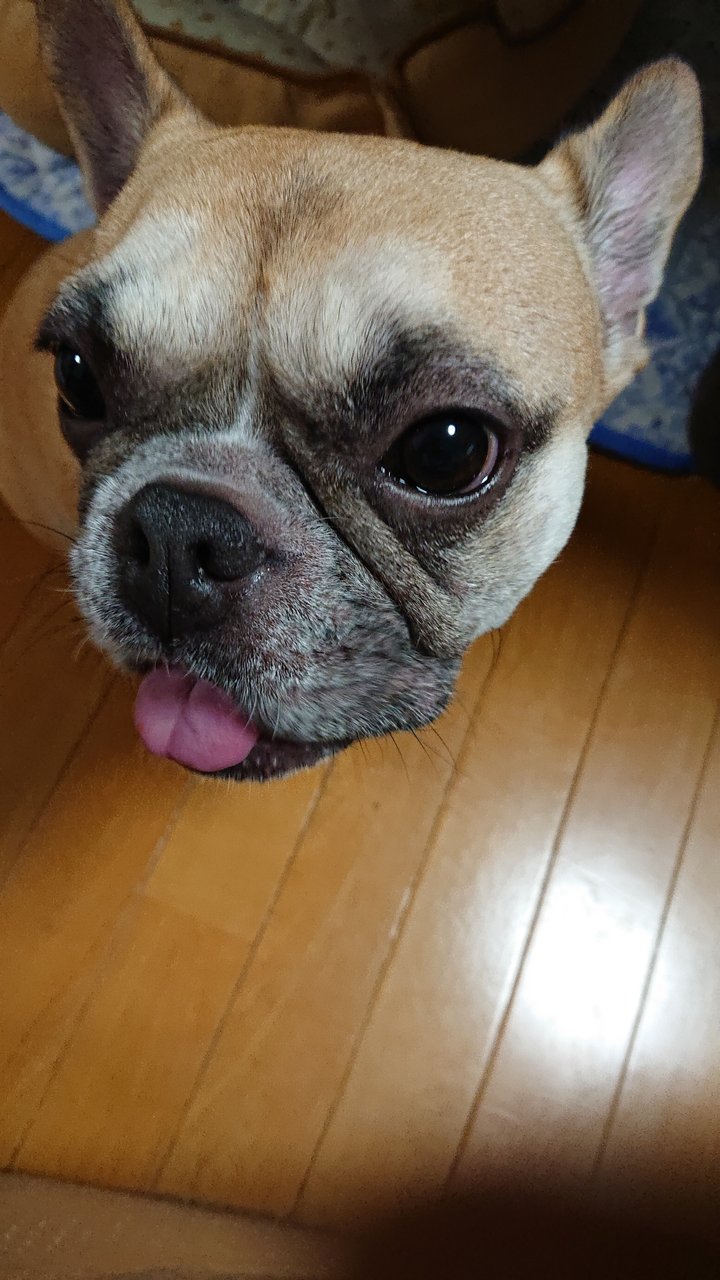 ノミ ダニ駆除 きゃめぇ に首ったけ ノミ ダニ駆除 きゃめぇ に首ったけ