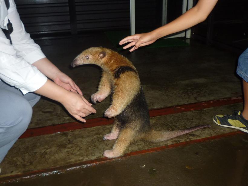 市原ぞうの国 night zoo 熊五郎のハッピーライフ 市原ぞうの国 night zoo 熊五郎のハッピーライフ