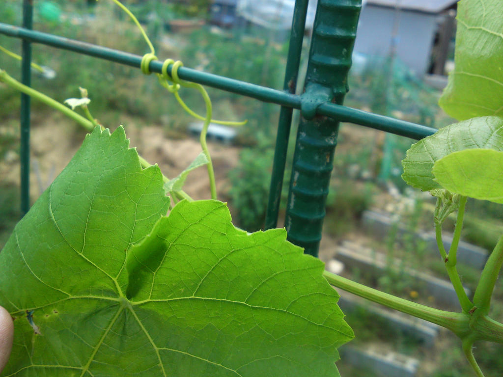 ぶどう蔓の誘引 めろんあーす