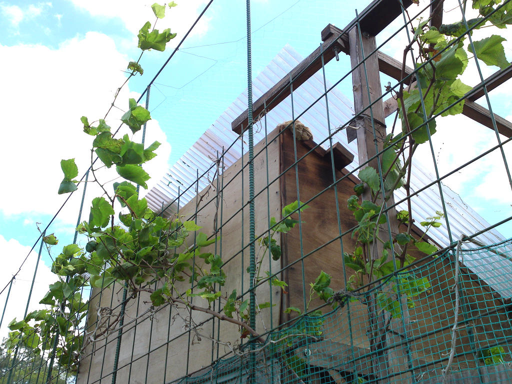 ぶどう蔓の誘引 めろんあーす