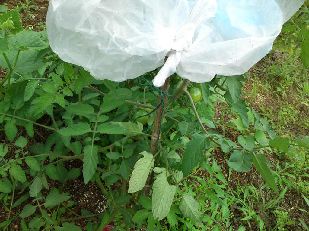 おいしいトマト めろんあーす