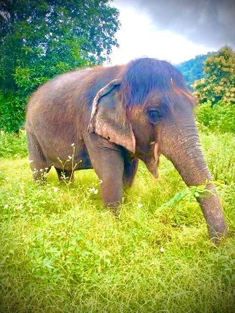 長い髪を持つおばあさん象ブンマー4