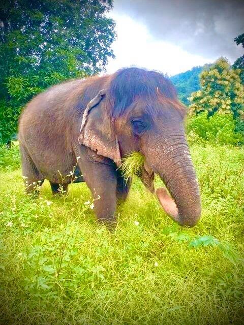 長い髪を持つおばあさん象ブンマー2