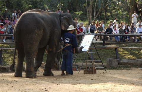 エレファントキャンプゾウショー20230127