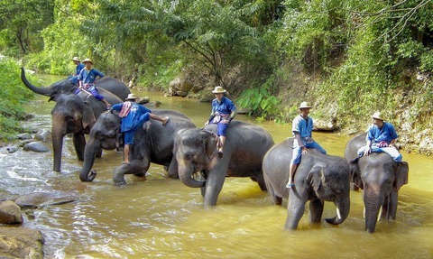 エレファントキャンプ象の水浴び写真20230127