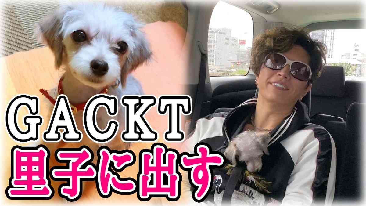 ゴシップごりごりまとめ Gackt 愛犬を里子に出しました Youtubeに投稿 批判多数 ゴシップごりごりまとめ Gackt 愛犬を里子に出しました Youtubeに投稿 批判多数