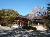 熱田神宮の枝垂桜
