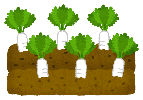 daikon-radish-field