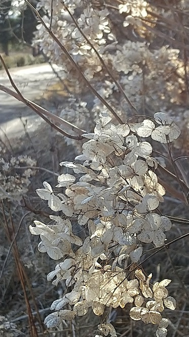 枯れ紫陽花 その２ 日日是好日