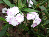 DSC01392