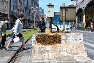 190403 鹿児島天文館で大量ミツバチ