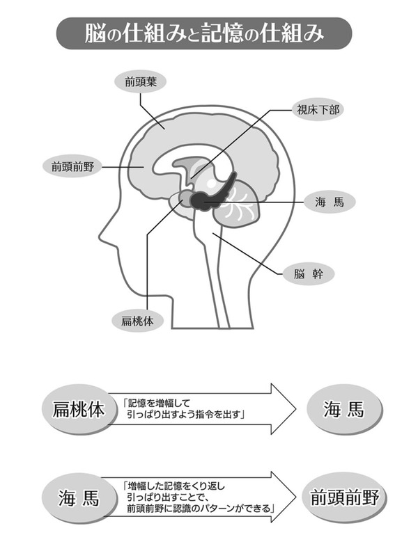 脳の仕組みと記憶の仕組み(「イやな気持ち」を消す技術)