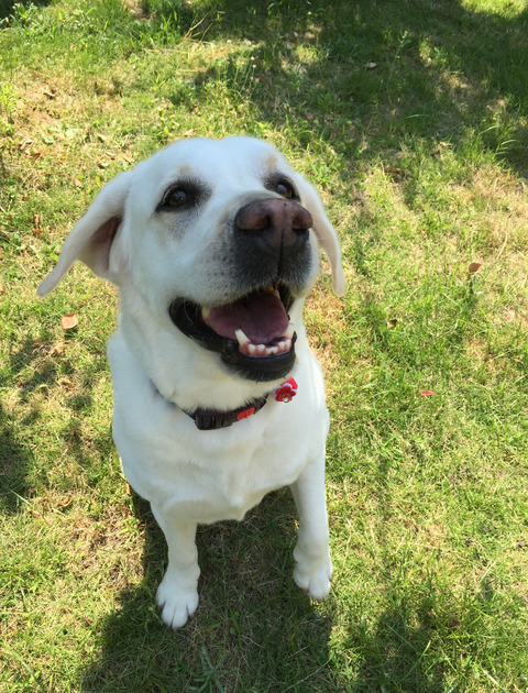 さくら（2014年5月）