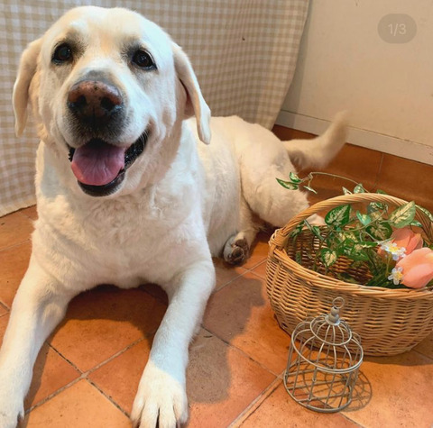 さくら（2022年12月）