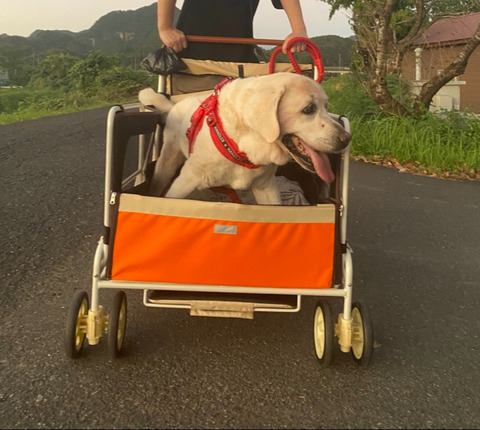 さくら（2025年10月）