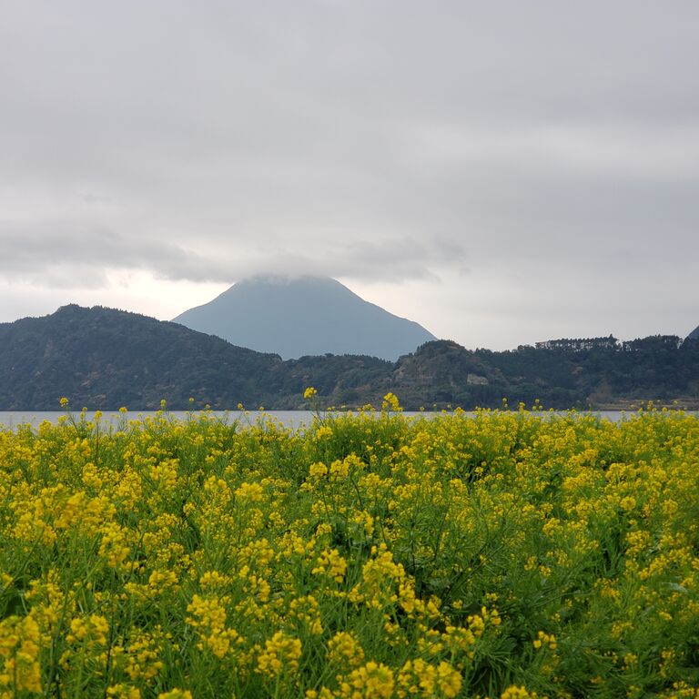 第39回いぶすき菜の花マラソン 年 報告 なおみっちゃんの気分走快日記