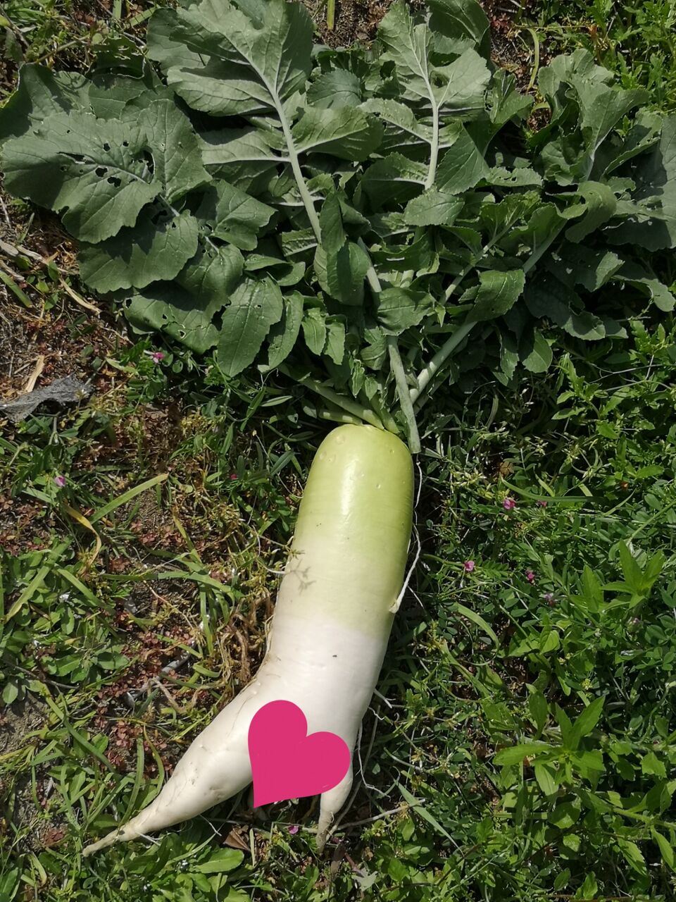 畑日記 丸莢オクラ マリーゴールドの種まき Cocoronのベランダ多肉 家庭菜園