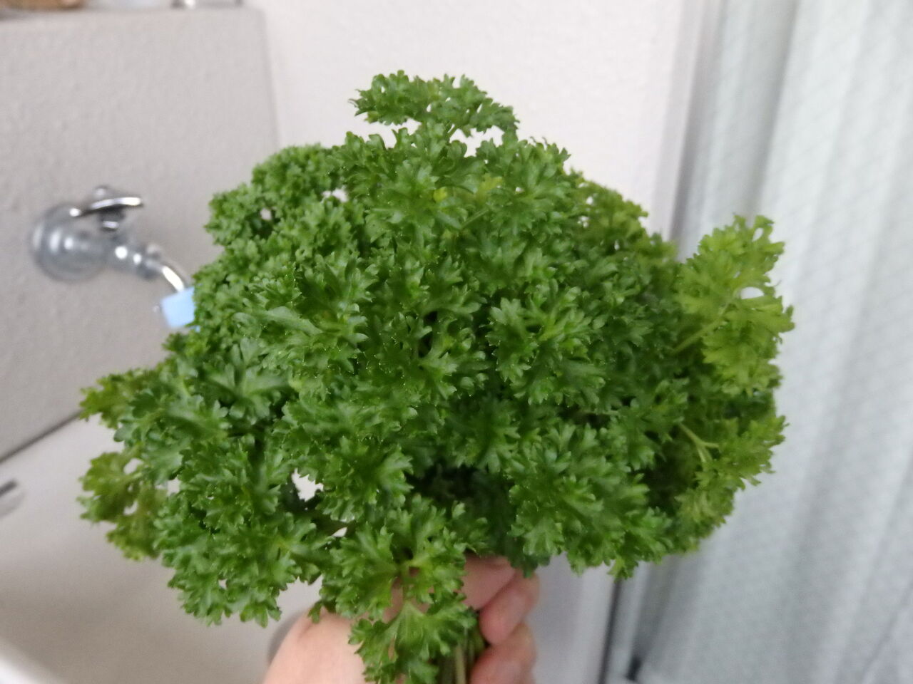 パセリの大量消費 水耕栽培 パセリ パラマウント 19 9 1 Cocoronのベランダ多肉 家庭菜園