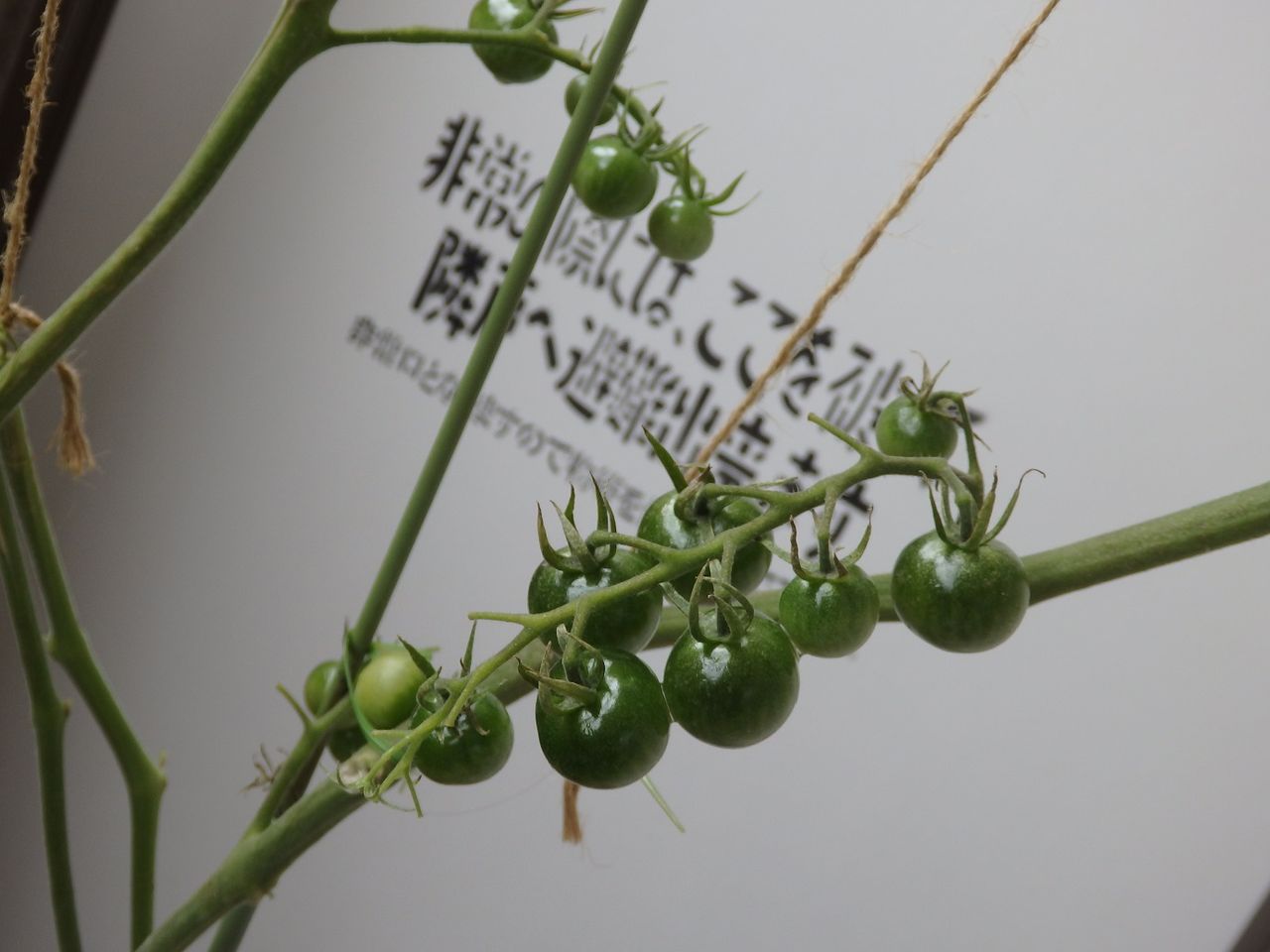 栽培記録 累計５４個 あまぷる ミニトマト 19 Cocoronのベランダ多肉 家庭菜園