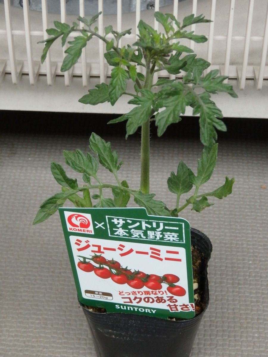 栽培記録 ジューシーミニ ミニトマト 19 Cocoronのベランダ多肉 家庭菜園