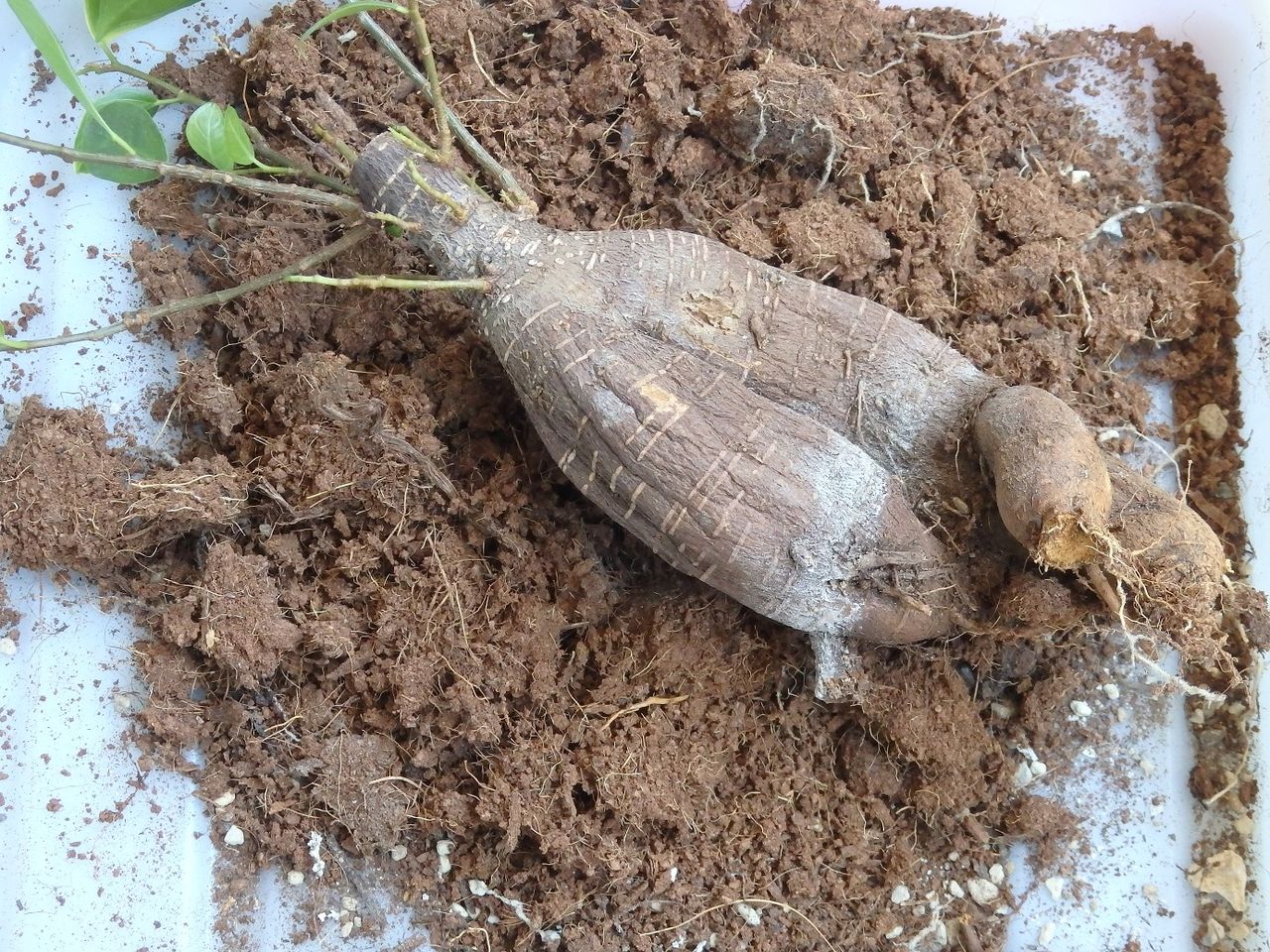 鉢植えガジュマルのピンチ 植え替え編 Cocoronのベランダ多肉 家庭菜園