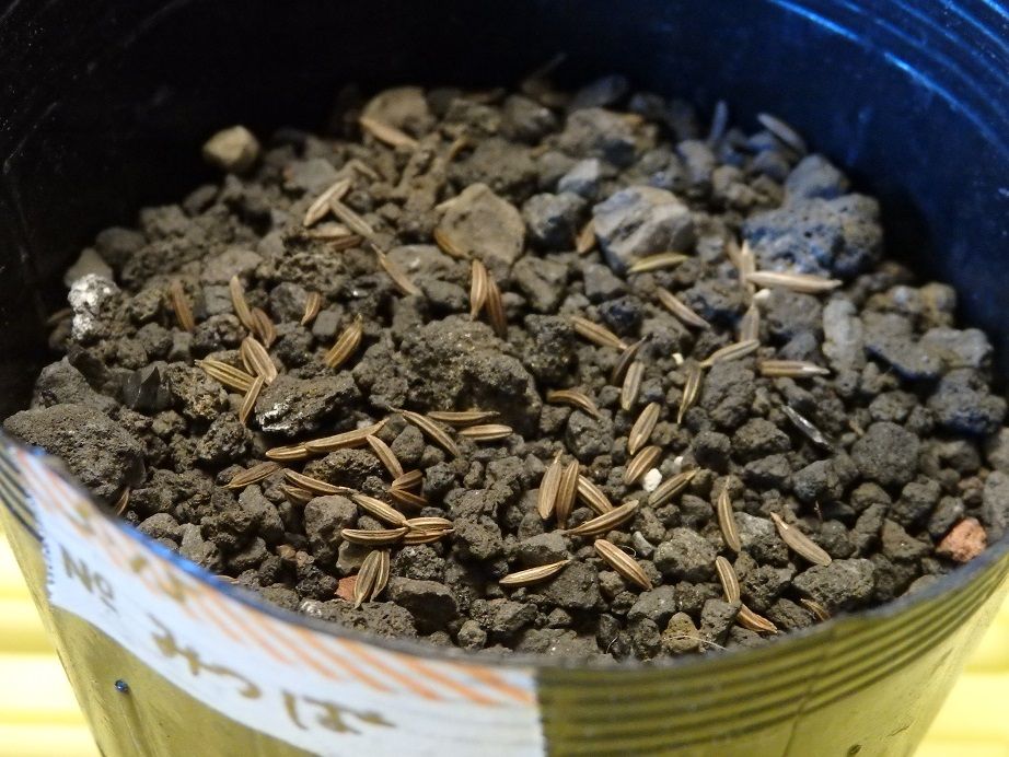 栽培記録 みつば 18 1 Cocoronのベランダ多肉 家庭菜園