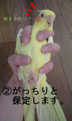 今日の出来事 オカメのアイテム