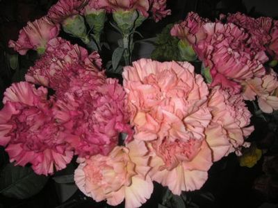 ひと足早く、春を告げる花々~