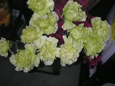 ひと足早く、春を告げる花々~