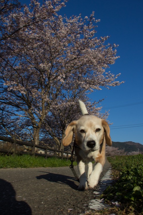 20190413-IMG_9177_R