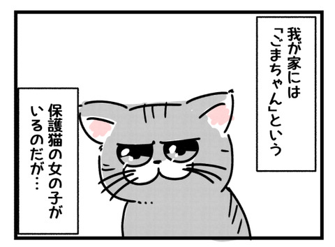 うちの人慣れしてない猫を紹介します。