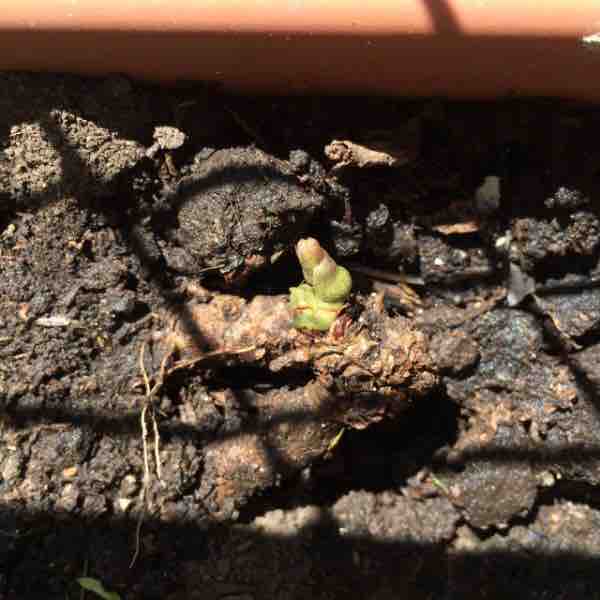 今年も山芋が元気に成長中です アルゼンチンlife