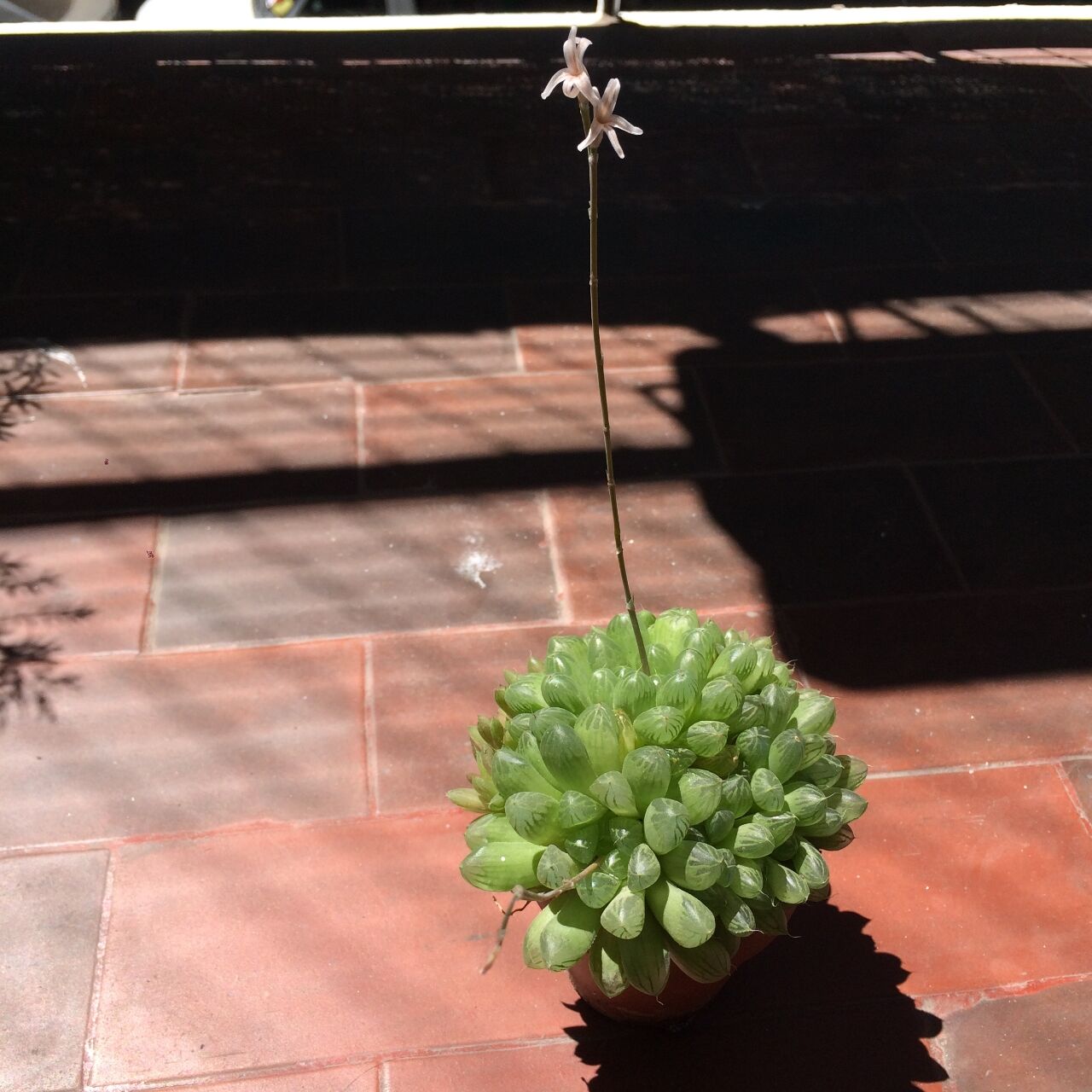 多肉植物にお花が咲いたけど アルゼンチンlife