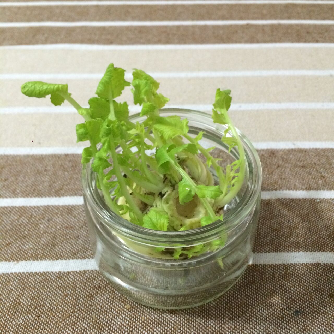 愛着わきまくり 大根の葉っぱ栽培 アルゼンチンlife 愛着わきまくり 大根の葉っぱ栽培 アルゼンチンlife