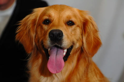 ダンボールに入った柴犬が可愛すぎｗｗｗｗ