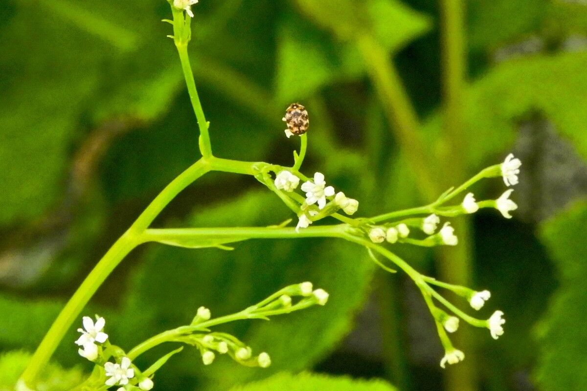 三つ葉の花とカツオブシムシ 心の写真本舗 三つ葉の花とカツオブシムシ 心の写真本舗