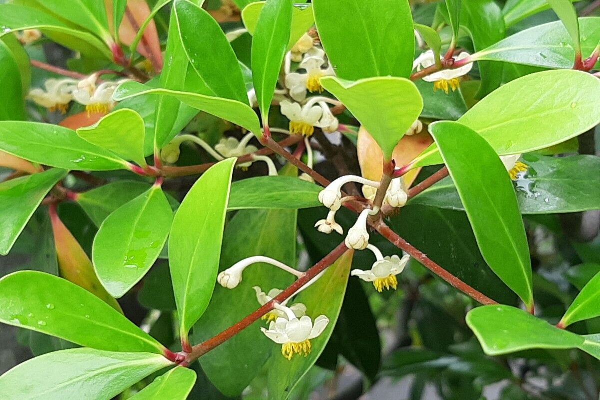 木斛 モッコク の花 心の写真本舗