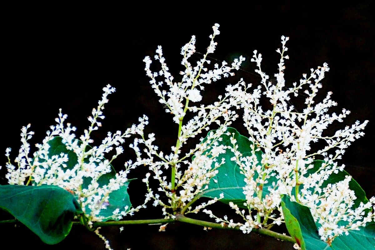 雪の結晶のような優しい花 心の写真本舗 雪の結晶のような優しい花 心の写真本舗