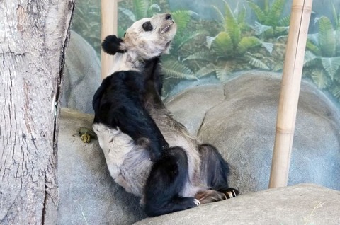 パンダ