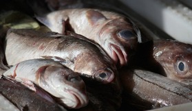 腐敗した魚