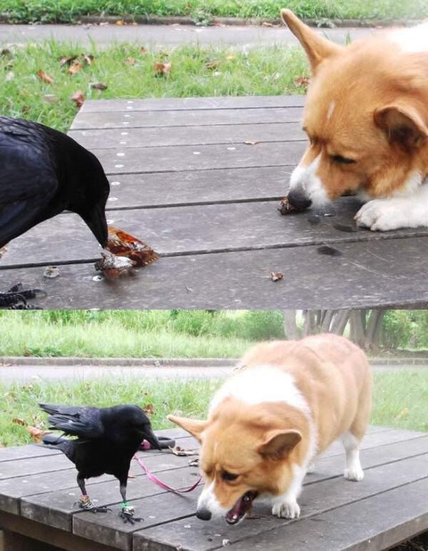 犬に餌をやるカラス