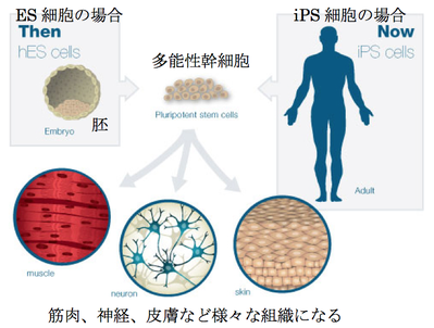 ips細胞とは