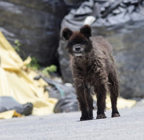 クマと野犬と馬のハイブリッドした生物