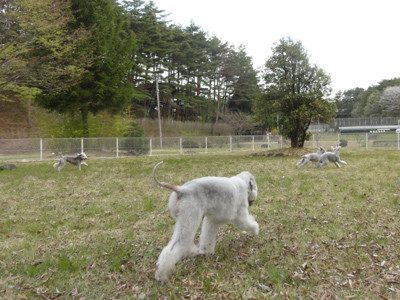 広いドッグラン