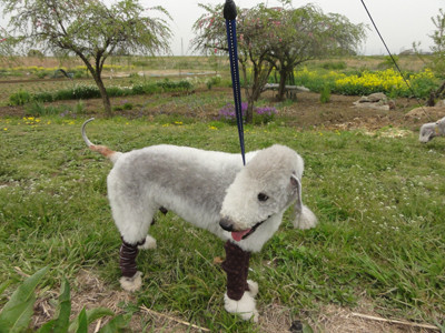 靴下をはいた犬