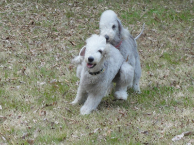 おんぶ犬