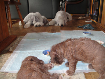 子犬の食事