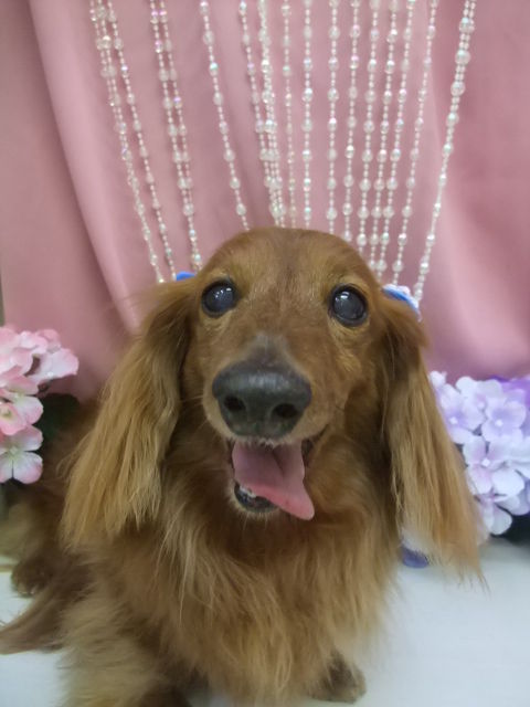 レイ